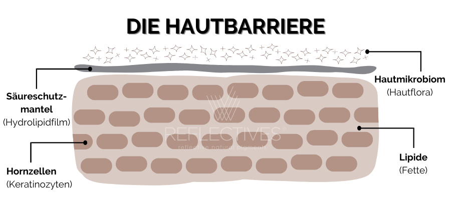 Der Hautbarriere-Aufbau mit Hautmikrobiom, Säureschutzmantel und Hornzellen in einer Infografik dargestellt.